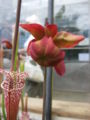 Fleur conversatoire botanique5.JPG