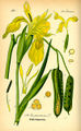 Iris jaune.jpg