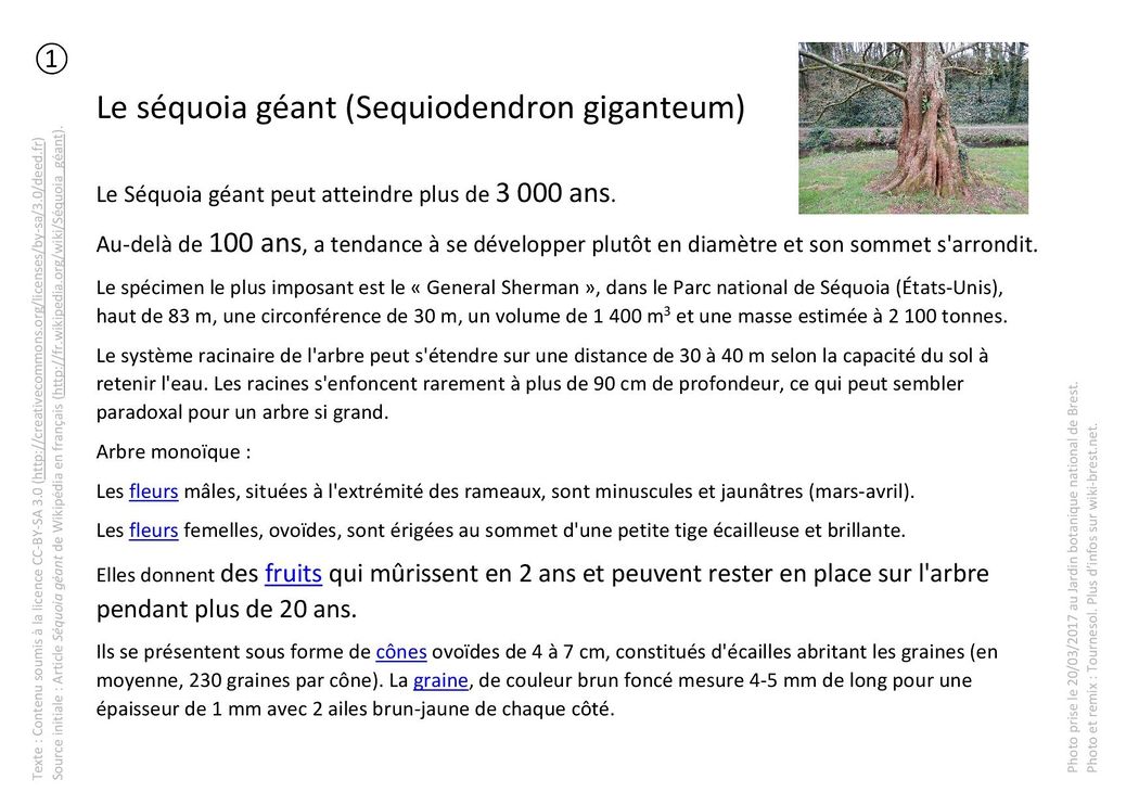 Plantes remarquables 01 - séquoia géant.jpg