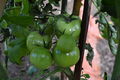 Jardin Kerampéré tomates vertes.JPG