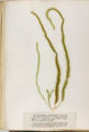 Scytosiphon tomentosum.jpg