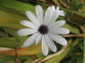 Fleur conversatoire botanique6.JPG