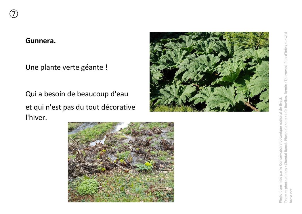 Plantes remarquables 07 - Gunnera.jpg