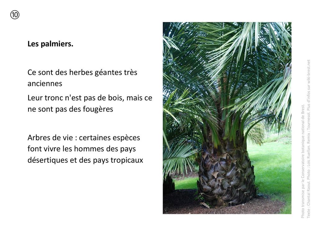 Plantes remarquables 10 - Les palmiers.jpg