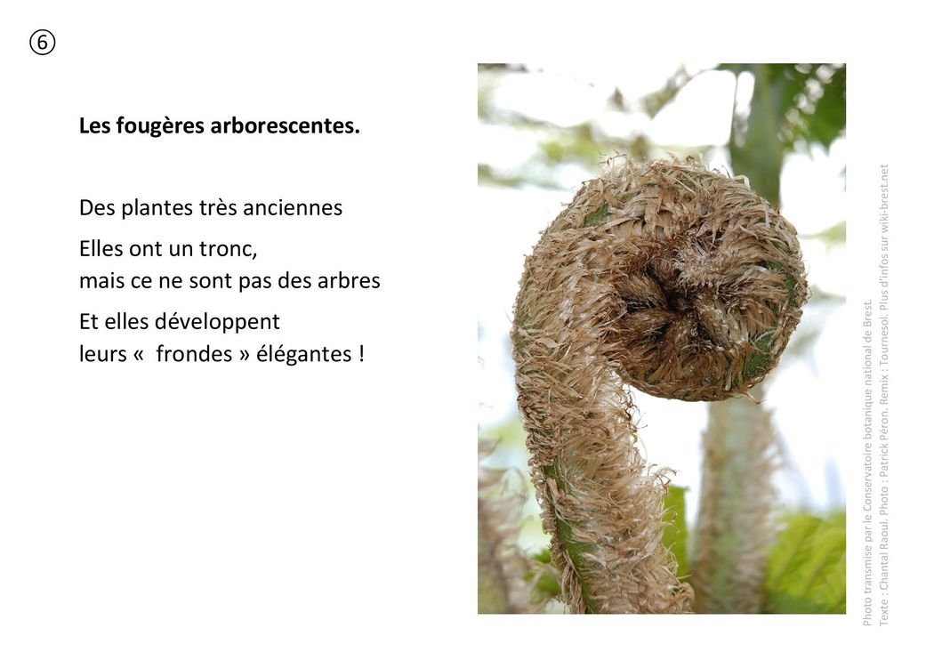 Plantes remarquables 06 - Fougères arborescentes.jpg