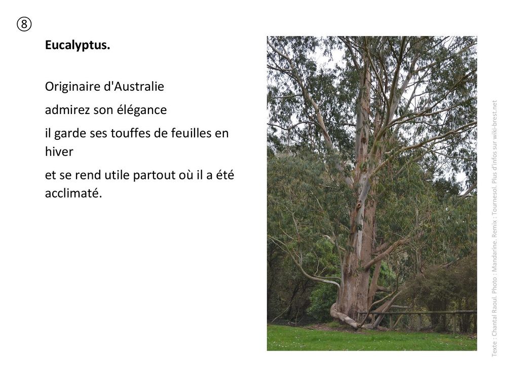 Plantes remarquables 08 - Eucalyptus - germaine.jpg