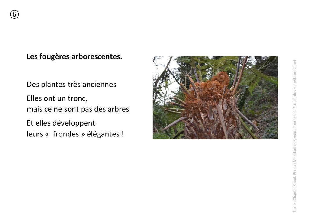Plantes remarquables 06 - Fougères arborescentes - Germaine.jpg